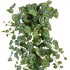 Сциндапсус Пиктус серебристо-зелёный от TREEZ, TZ.PL.TR.818, 2-я фотография мини